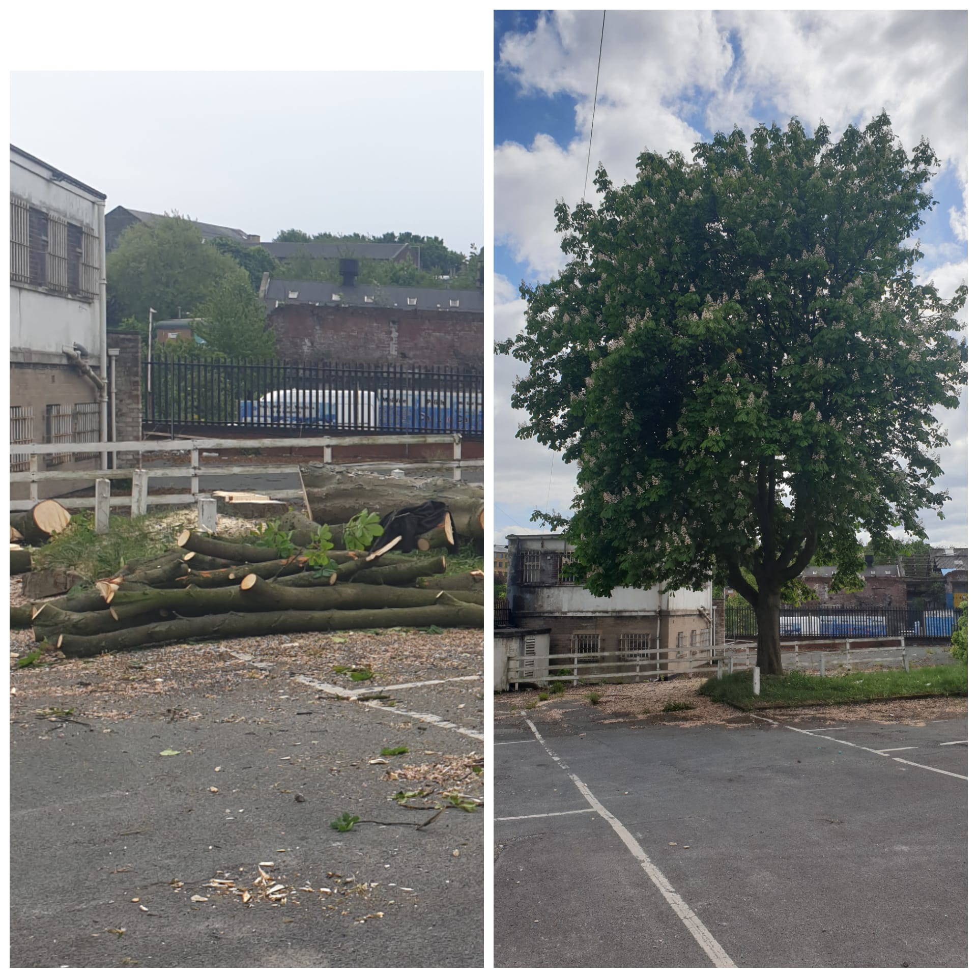 \Tree cutting